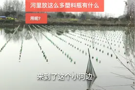实拍：扬州农村奇景 河里都是整整齐齐的瓶子 到底有什么用？视频封面