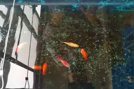 兰寿苗每周喂红虫3次长大了好多啦，软萌圆，可惜最近都食无定时视频封面