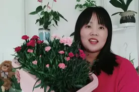 康乃馨不用买，在家养一盆，开花几个月，节约又好看视频封面