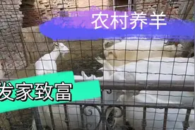 村里65岁大叔家里养羊，喂养成本低收益高，20只羊能赚5万元视频封面