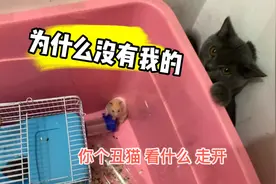 仓鼠不愿吃饭团，猫咪上来就是一顿怼：我都吃不上，你还在这挑食视频封面