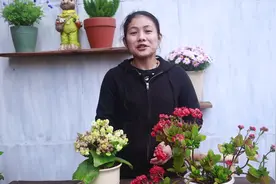 长寿花怎么修剪，这个位置咔擦下，开花越来越多视频封面