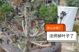 法师度夏叶子全掉了，成光杆司令了！该怎么办呢？视频封面