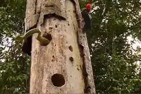 啄木鸟大战树蛇视频封面