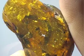 9900万年前琥珀中，到底藏着什么生物专家看后脸色大变视频封面