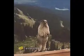 还记得那个尖叫的土拨鼠么，笑得我肚子疼！