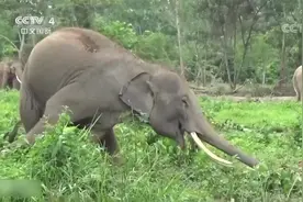 无奈！养不起了 泰国8头大象被放归山林