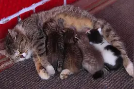 虎斑猫妈妈带着5个小猫崽好累啊！可爱的小奶猫还老是缠着要吃奶