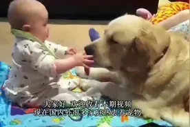爸爸买了只乌龟回家，宝宝骑着它在客厅里玩耍，好享受