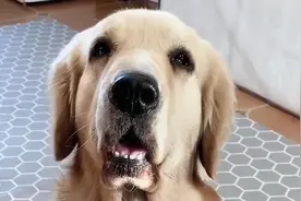 金毛宾利叫利妈出去取烧鸡，没想到被利妈套路，百威补刀好搞笑！视频封面