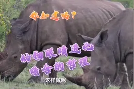 为何动物双眼大都长两侧人类却在正面？进化论揭示原因与人生哲理