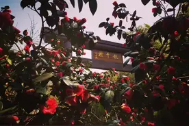 探秘杭州龙井村，告诉你顶级龙井的价格视频封面