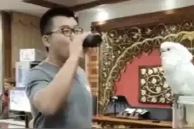 葵花鹦鹉搞笑视频 ，各种坑