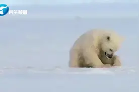 正在玩冰块的北极熊宝宝，被海豹吓了一跳~哈哈哈哈哈萌翻了视频封面