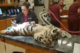 实拍：老虎剃光毛之后是什么样子？