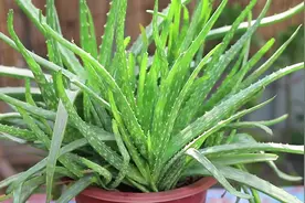 芦荟叶片发软发黄？满足这3点“ 要求”，很快恢复肥厚油绿视频封面