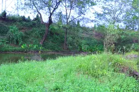 黄骨鱼这样炖味道才叫鲜，阿新教你关键两步，鱼汤浓白鲜美无腥味视频封面