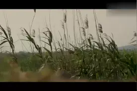 百岁山创意广告！视频封面