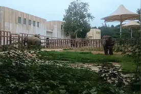 今天一起看大象和长颈鹿，快点打开视频一起看看吧视频封面