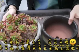 多肉植物盆栽  蒂亚老桩搭配藏青陶盆快速上盆教程  很美一定要看视频封面