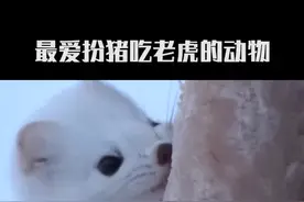 #伶鼬 #我是头条小百科 这么可爱的动物，原来也很凶悍 #动物 #科普 #可爱