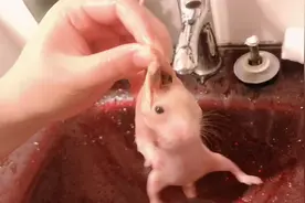 仓鼠屁股又被屎堵死了，给它洗个澡蒸蒸桑拿，来个大扫除，布丁噢