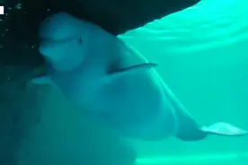 宝贵的镜头！实拍芝加哥水族馆白鲸产子瞬间