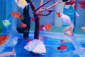 过滤器怎么使用能把鱼屎循环出去图片