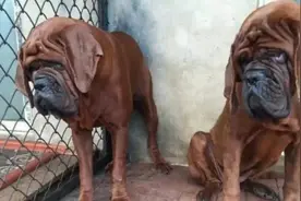 养狗界“四大废犬”，狗贩子畸形审美，送人都不能要视频封面