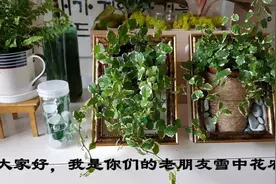 花卉DIY，这样制作动态植物相册，一盆花就这么简单的变成一幅画视频封面