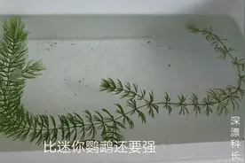 五天生一窝的斗鱼，这繁殖能力比迷你鹦鹉还要强啊