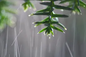 植物快速生长延时拍摄，真的超美！