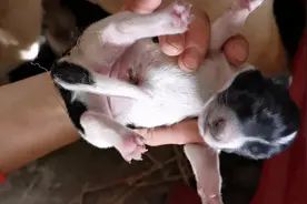 “拉布拉多”母犬配农村土狗，头胎产8只狗崽，生的都些啥玩意？视频封面