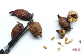 中药金樱子的鉴定，蔷薇科植物金樱子的干燥成熟果实视频封面
