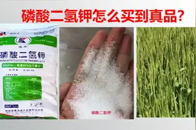 真假磷酸二氢钾！一看就懂！一学就会！怎么买到真品？如何鉴别？视频封面