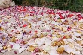 月季的花瓣能食用或者泡水喝吗？泡澡对皮肤有好处吗？别轻易尝试视频封面