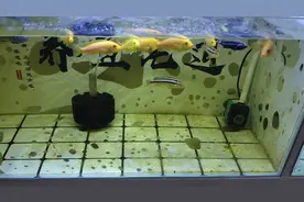 观赏鱼偶尔出现蹭缸等体表问题，不必过于在意