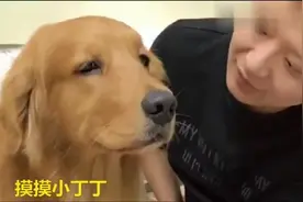 主人在金毛身上乱摸，金毛一脸的无奈，那地方也是你随便摸的