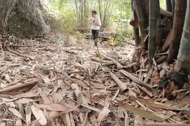 农村小伙深山打野，发现一山洞全是蛇，还有一个坛子估计有几百年视频封面