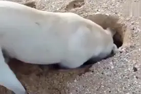 狗狗在沙滩上刨坑，不小心把这家伙给刨出来了，把狗子吓一大跳视频封面