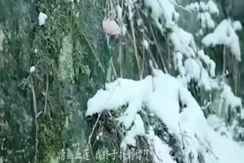樵夫山中采药，不料遇到千年巨蟒，这下惨了！视频封面