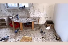 鸽子开家第一窝竟然是无精蛋，拿出来后多久下第二窝蛋呢？来看看