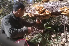 20块一斤的野生圆蘑长啥样？残次品留着自己吃，炖鸡肉真香啊！