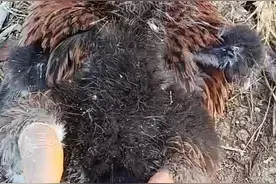 鸭子关节肿胀，瘫痪，腿软站不起来，联系大永帮您解决。视频封面