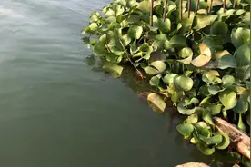 这个实在太大了，我第一次见这么大的！