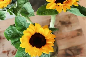 今天跟大家分享一下关于向日葵的养护，以及为大家带来一款插花视频封面