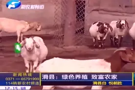 农民加入绿色养殖业，自繁自养的养殖模式，最终走上致富的道路