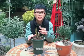 休眠后的小丽花，该怎么处理？视频封面