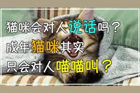 猫咪会对人说话吗？ 成年猫咪其实只会对人喵喵叫？