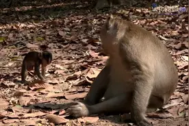 小猴看见猴王很惊讶，  猴王一脸凶神恶煞，吓得小猴子不敢着边！